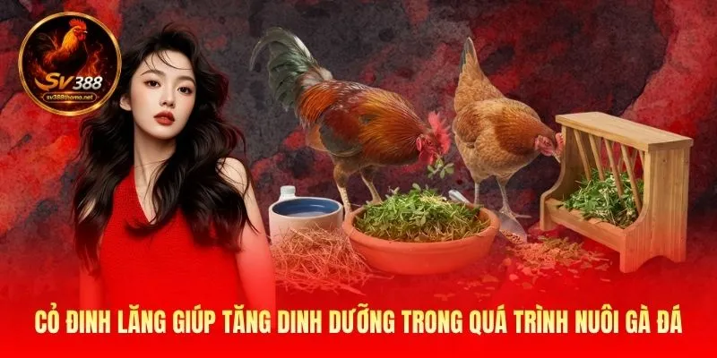 Cỏ đinh lăng giúp tăng dinh dưỡng trong quá trình nuôi gà đá